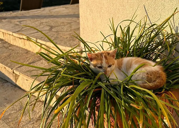 On The Hill - By Filikuri Himare