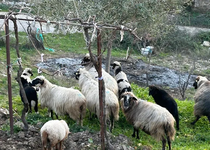 On The Hill - By Filikuri * Himare